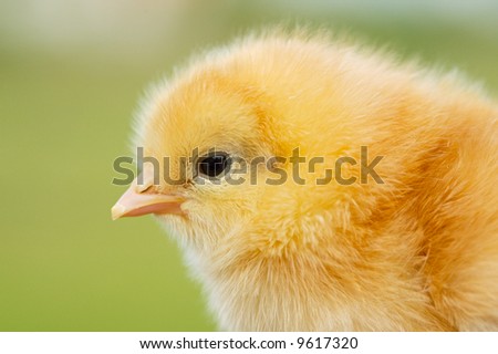 One small chicken a over green background
