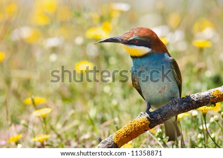photo of a bird a over spring background