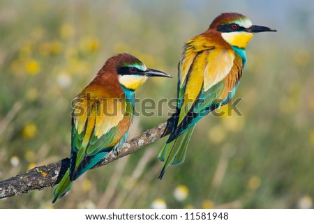 Photo of couple of birds - focus in te frist plane -
