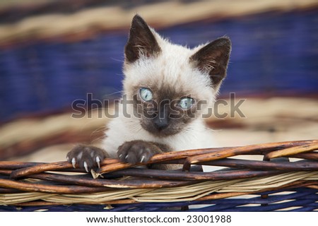 Precious little cat in a basket facing upwards