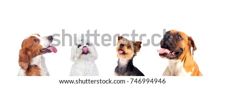 Similar – Image, Stock Photo Portrait of a dog and its owner sitting in front of a water, with pigeons next to them