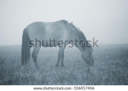 horse feeding in fog