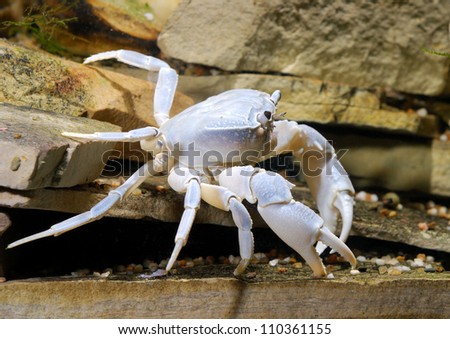 river crab Potamon sp. in natural environment