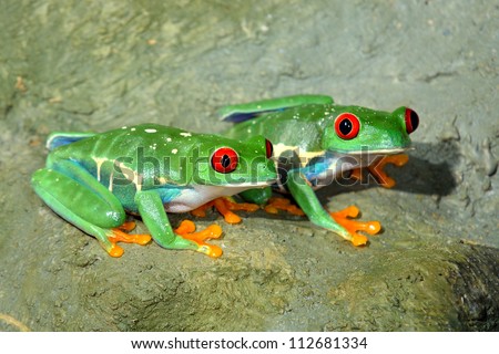 red-eye frog  Agalychnis callidryas in terrarium