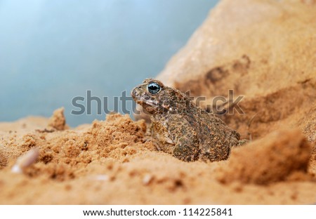 sand toad in terrarium