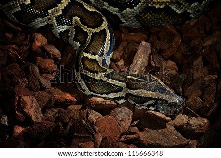 tiger python close-up in low key light