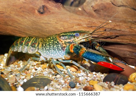 Colorful Australian Blue Crayfish - Cherax Quadricarinatus In Aquarium ...