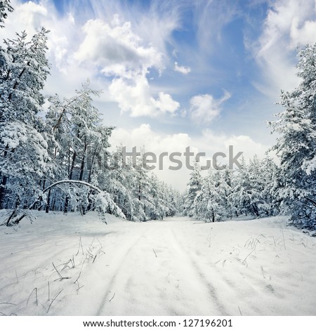 winter scene: road and forest with hoar-frost on trees