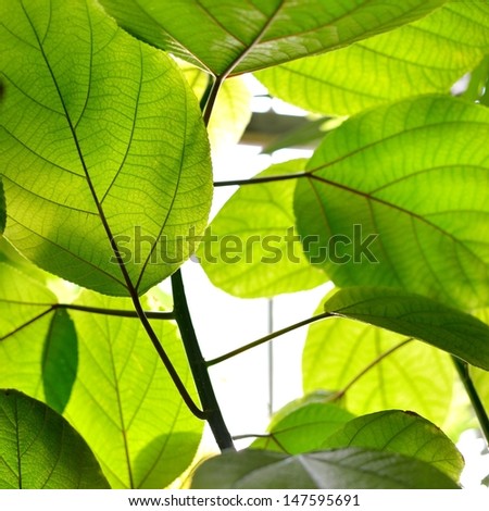 green tropical plants close-up