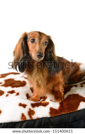 dog resting on a colorful dog sofa, mattress