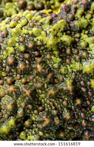 The Mossy Frog Theloderma corticale skin close-up