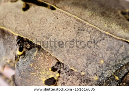 The long-nosed horned frog Megophrys nasuta skin close-up