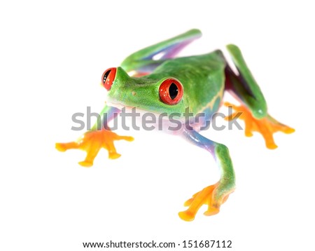 red-eye tree frog  Agalychnis callidryas isolated on white