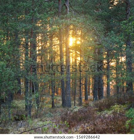 A sunset through the trees in the forest in Latvia. Common forest in Baltic states. Stock fotó © 