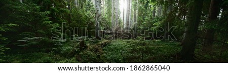 Pathway through the dark evergreen forest. Mighty pine, spruce, fir trees. Moss, fern, plants, tree logs. Atmospheric landscape. Pure nature, climate, seasons, rainforest. Panoramic view
