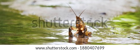 American spiny-cheek crayfish (Orconectes limosus) invasive to Europe in a forest river, close-up. Panoramic image. Nature, wildlife, zoology, biology, science, environmental conservation Photo stock © 