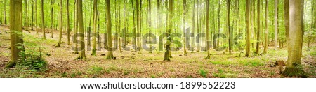 Similar – Image, Stock Photo beech forest in summertime