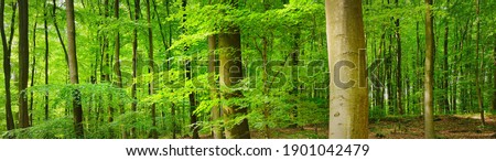 Similar – Image, Stock Photo beech forest in summertime