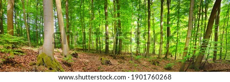 Similar – Image, Stock Photo beech forest in summertime