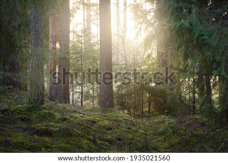 Pathway through the hills of majestic evergreen forest. Mighty pine, spruce trees, moss, plants. Finland. Soft golden sunset light. Idyllic autumn scene. Nature, seasons, environment, ecotourism
