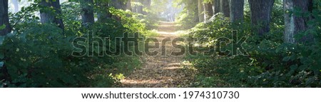 Single lane rural gravel road through the tall green linden trees. Sunlight flowing through the tree trunks. Fairy forest scene. Art, hope, heaven, wilderness, loneliness, pure nature concepts