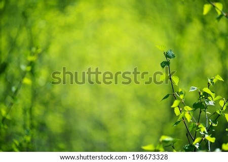 Young birch trees background