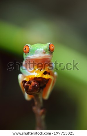 Young red-eye tree frog Agalychnis callidryas in terrarium