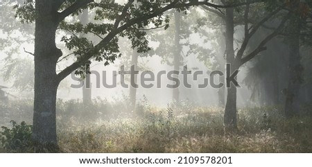 Similar – Image, Stock Photo Oak leaf melancholic and dreary in November