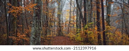 Majestic forest in a fog. Mighty beech trees, moss, plants. Golden leaves. Dark atmospheric autumn landscape. Loneliness, silence, mystery, dream, gothic concepts Stock foto © 