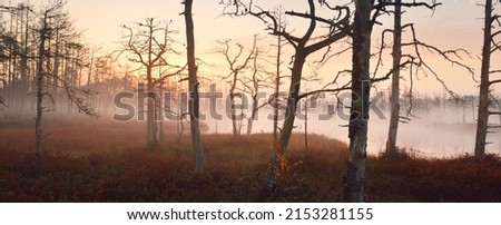 Similar – Image, Stock Photo Birch tree with reflection in bog lake, on a meadow is a bench