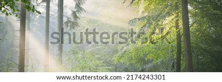 Panoramic view of majestic green deciduous and pine forest in a morning fog. Tree silhouettes. Sun rays, pure sunlight. Atmospheric dreamlike summer landscape. Nature, ecology, fantasy, fairytale Stock foto © 