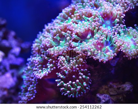 Sea anemones and corals in marine aquarium