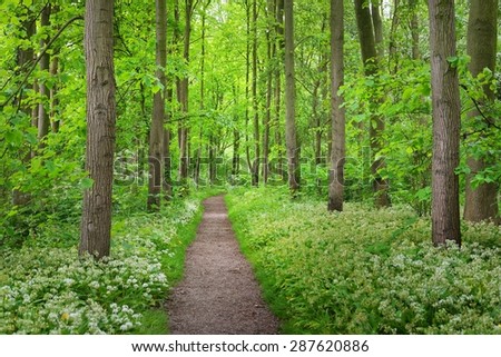 Walkway in Stochemhoeve forest park in the Netherlands