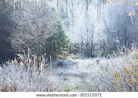 Landscape with the frozen plants and the hoar-frost