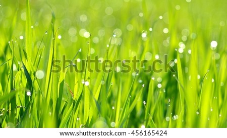 Similar – Image, Stock Photo Grass blades with dew drops bokehlicious