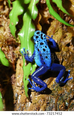 colorful blue frog sitting in terrarium