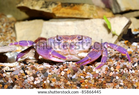 river crab Potamon sp. in aquarium. Purple morph