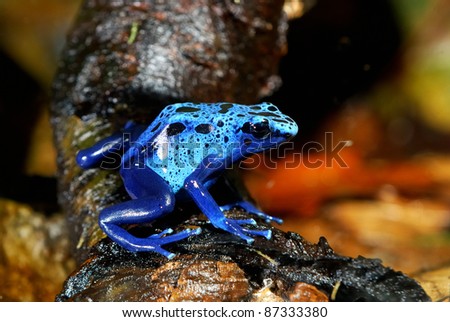 colorful blue frog in nature