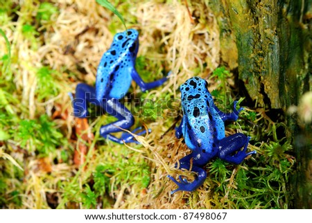 blue frogs sitting on the moss