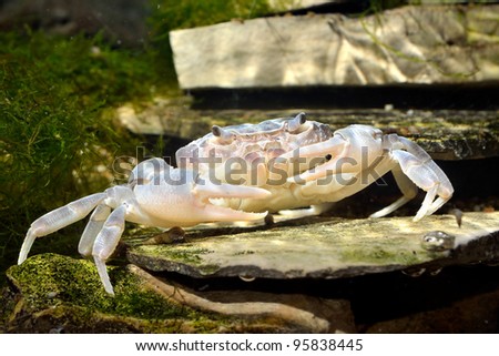 white river crab Potamon sp. in natural environment
