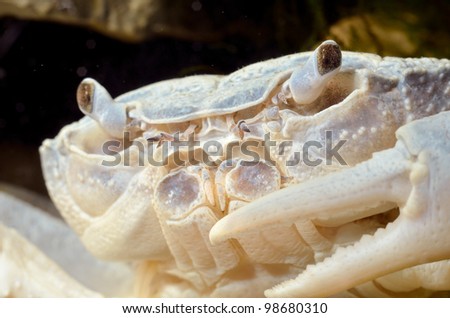 river crab Potamon sp. close-up in natural environment