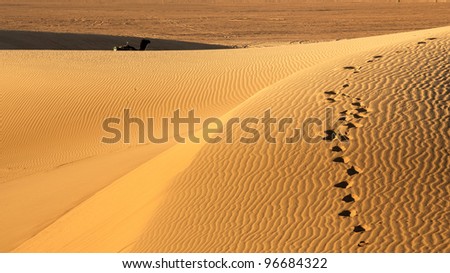 Sand dunes with a silhouette of camel, Erg Chigaga, Moroccan Sahara