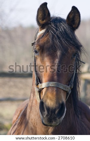 portrait of a polish horse