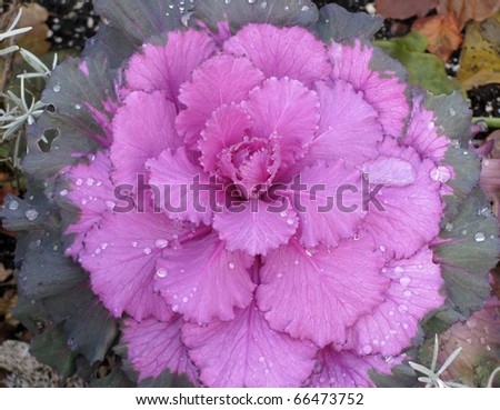 Ornamental purple kale