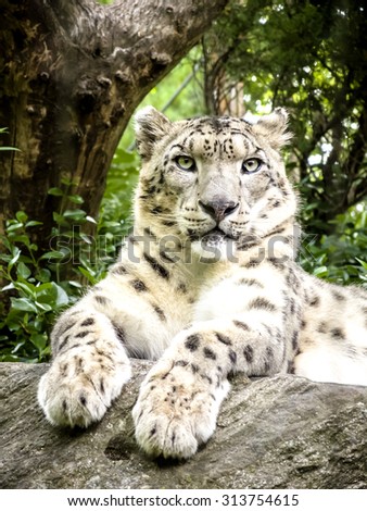 Snow leopard laying on a rock