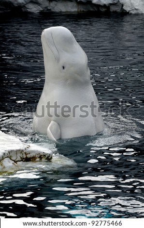 Baby Beluga Pops Up To Say Hello