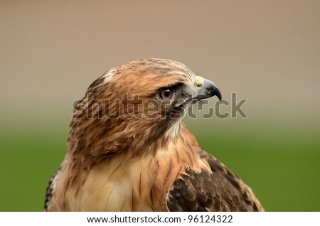 Red Tailed Hawk Close Up 7