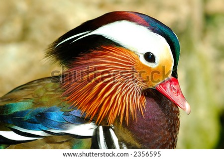 Side view of a exotic mandarin duck. Mandarin duck symbolize good faith to lover in Orient.