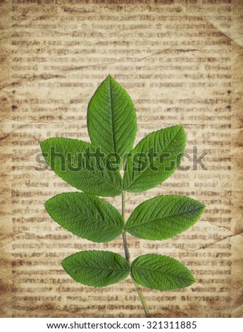 Old vintage newspaper background with green dry plant