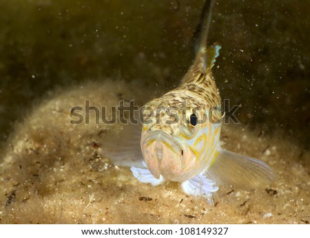 Greater weaver (Trachinus draco), front view, on the background of sand. Black Sea.